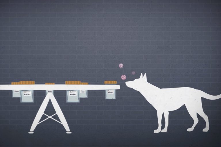 motion design : Projet KDOG, chien détectant le cancer du sein grâce à son flair
