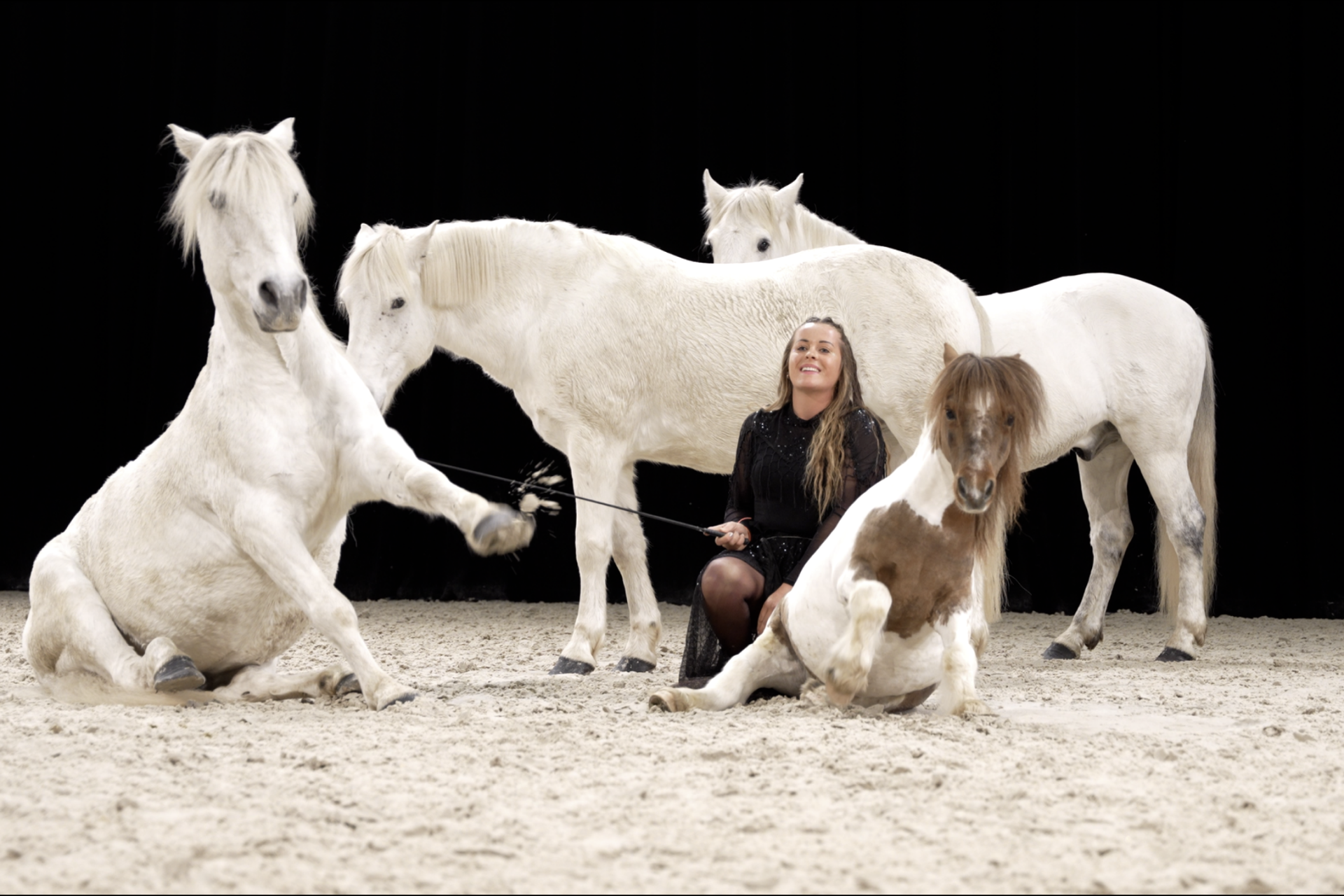 Salon du cheval d'Angers
